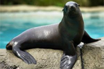 sealion
